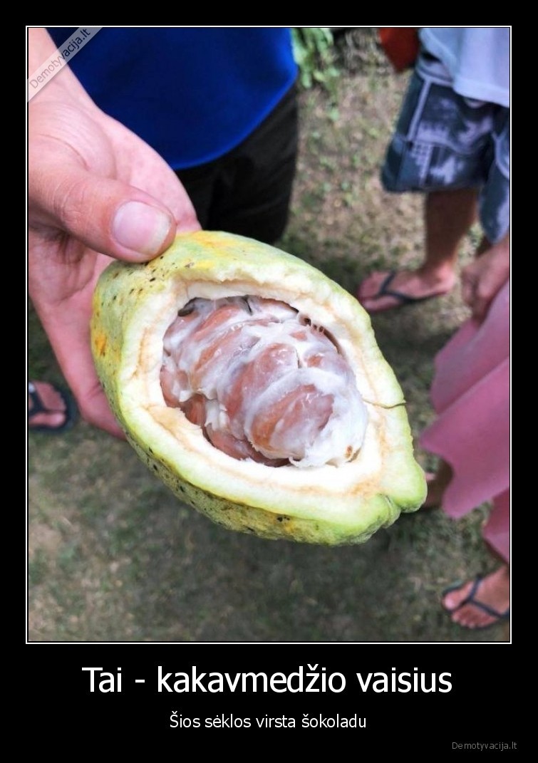 kakavmedis,vaisius,sokoladas,seklos,idomybes,faktai