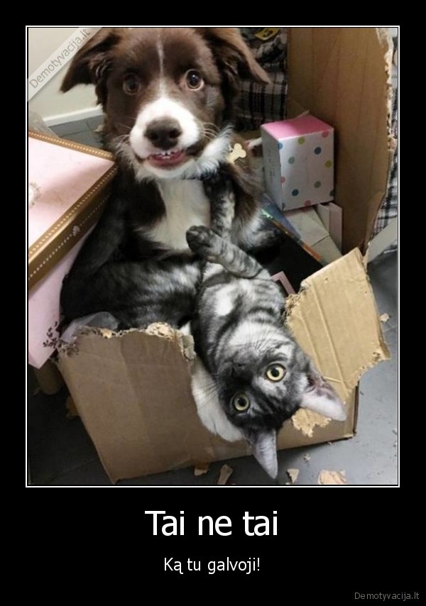 priciupti,katinas,suo