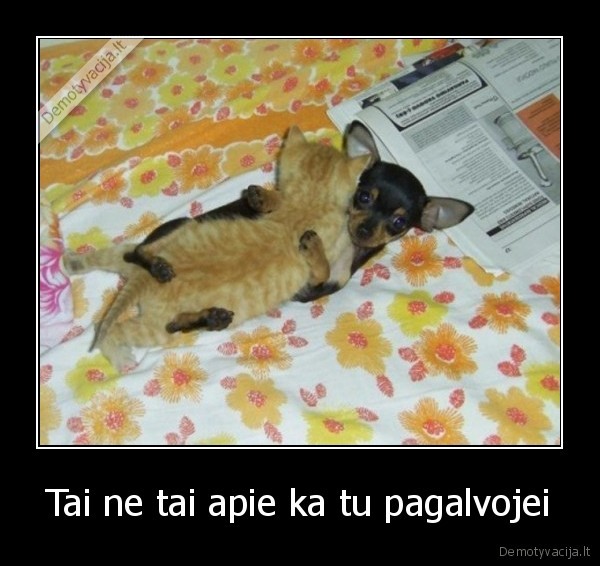 gyvunai,humoras,lova