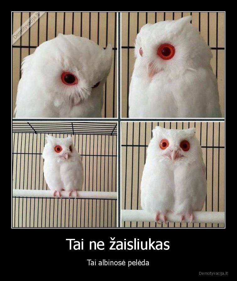 gyvunai,rusis,peleda,albinose,reta, rusis,idomybes