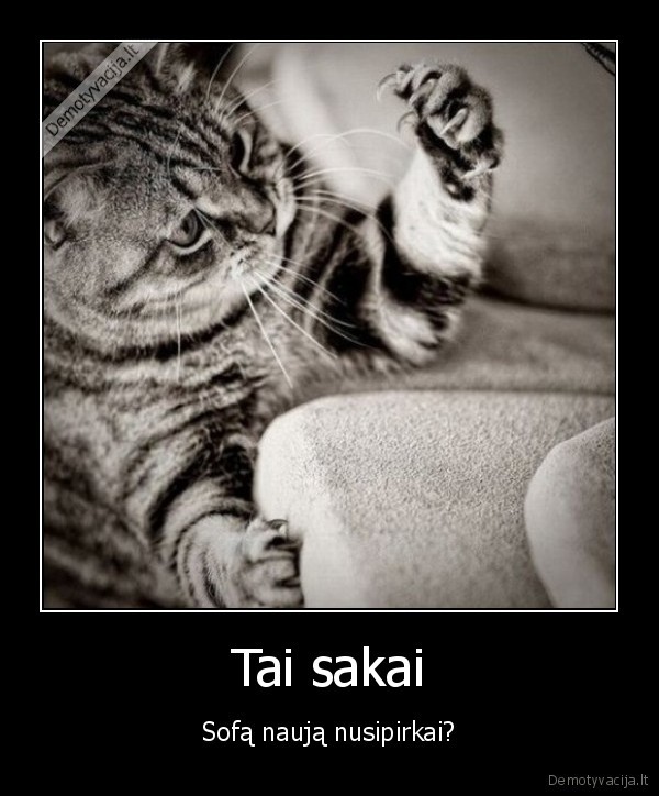 nauja, sofa,katino, nagai