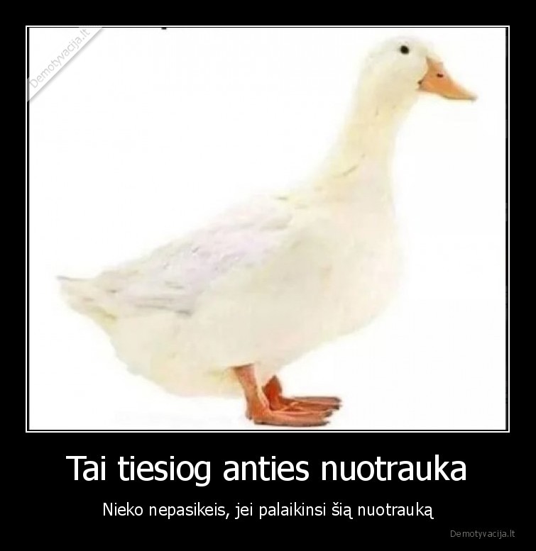 antis,nuotrauka,laikina