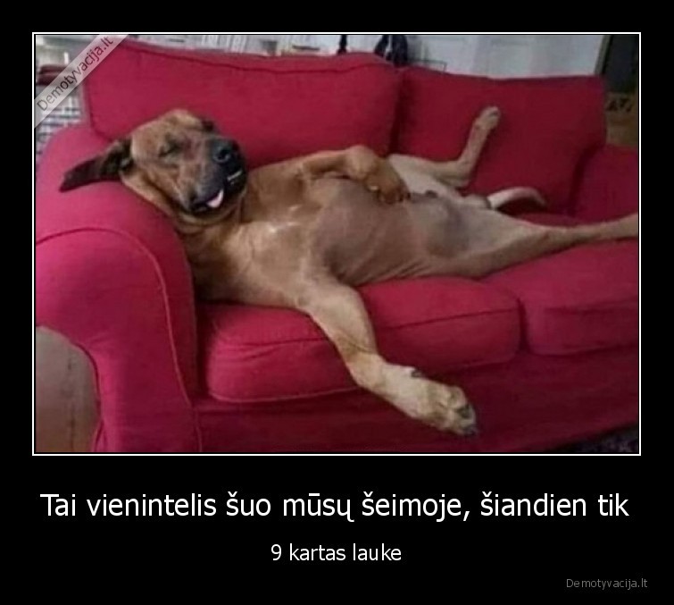 suo,pasivaikscioti,laukas,pandemija,karantinas