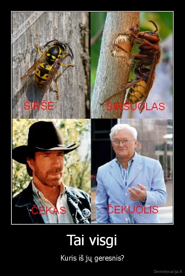chuck,norris,cekuolis