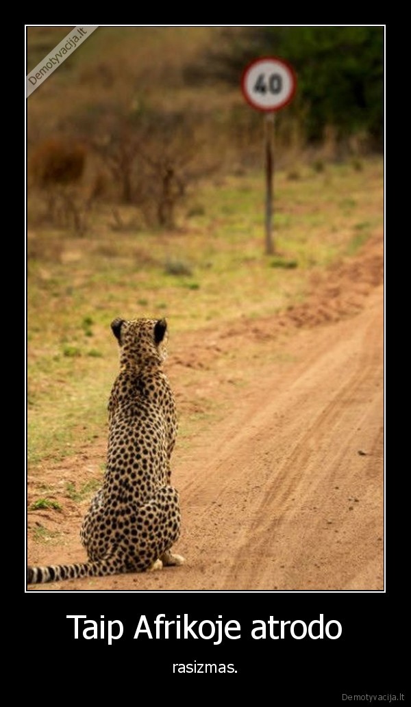 afrika,gepardas,greitis,limitas