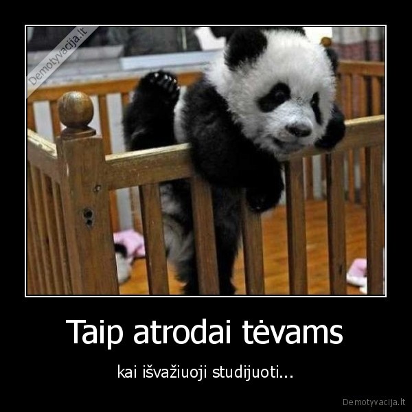 panda,studijos,vaikai