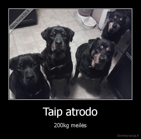 gyvuno, meile,suns, meile,myli, seimininka