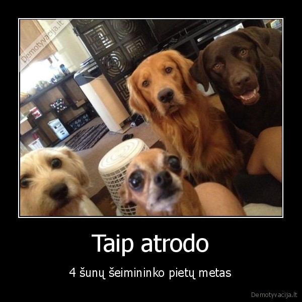 pietus,juokingi, sunys,nori, valgyti