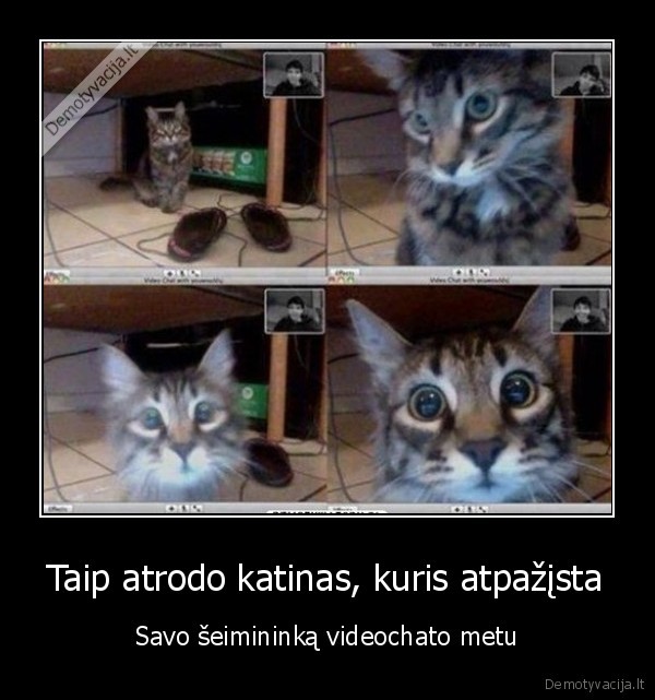 nustebes, katinas,juokingas, katinas