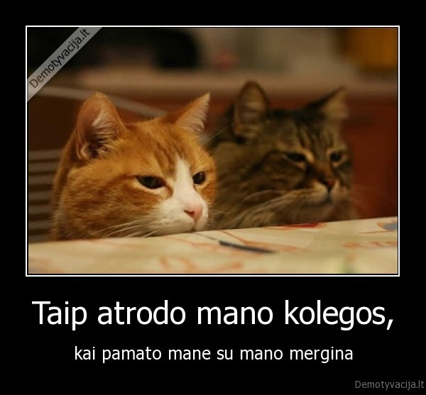 kates,kaciukai,katinai,bendradarbiai