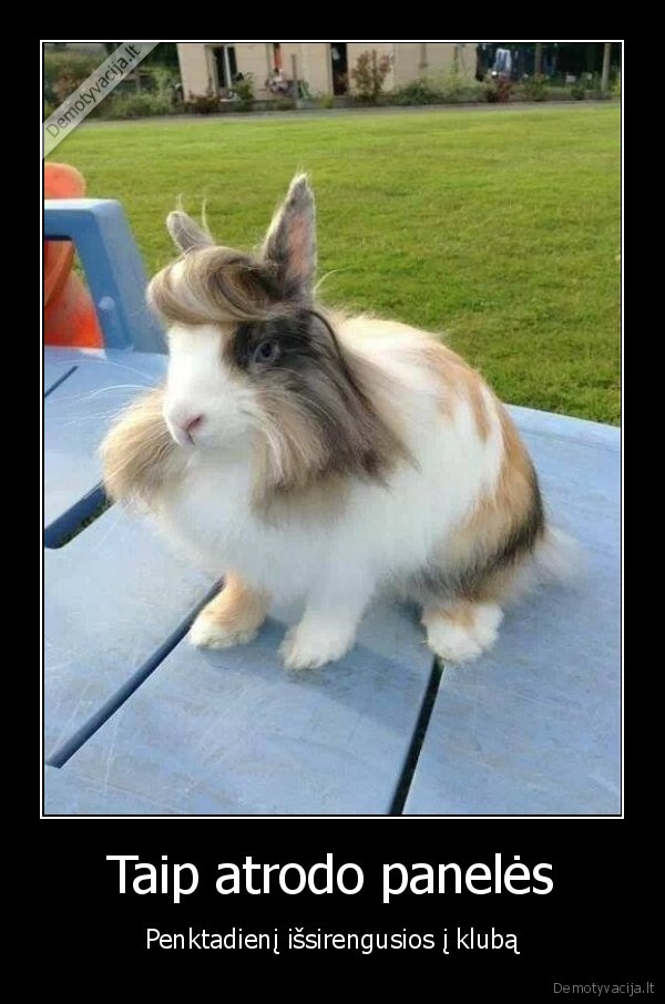 triusis, su, sukuosena,merginos, sukuosena,juokingas, triusis