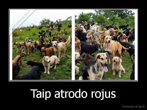 suo,sunys,rojus,miela