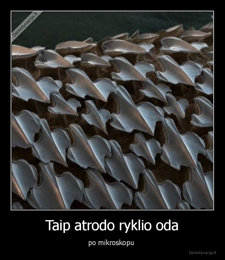 ryklys,oda,mikroskopas