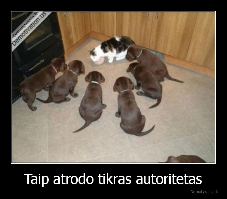 autoritetas,katinas,sunys