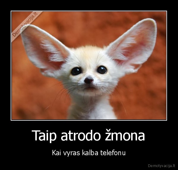 dideles, ausys,zmona, klausosi, pokalbio