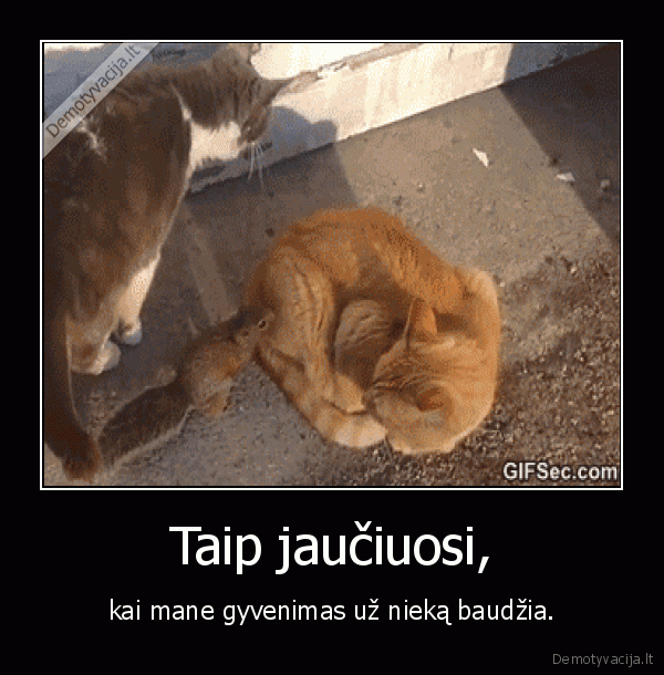 katinas,mielas, katinas,piktas, katinas,baudzia,gyvenimas