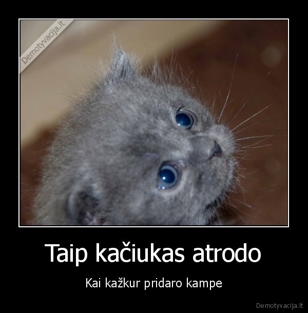 Taip kačiukas atrodo