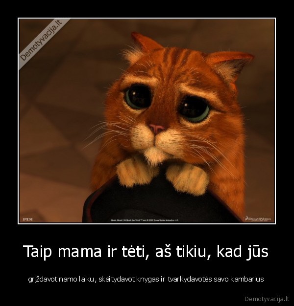 ko, ziuri, eik, kast, sniego