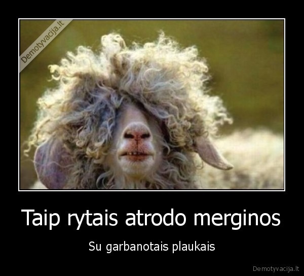 garbanos,garbanes,garbanoti, plaukai