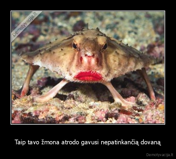 zmona,dovana,krabo, fizionomija