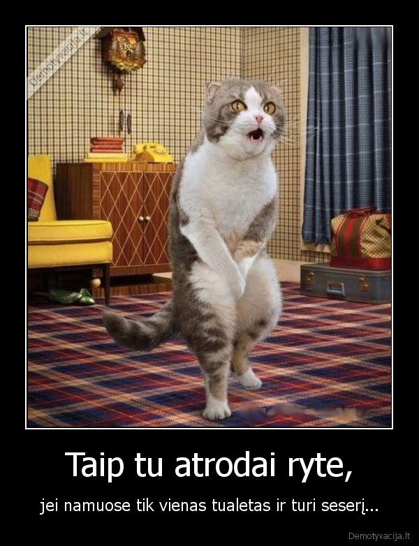 katinas,tualetas,juokingas, katinas