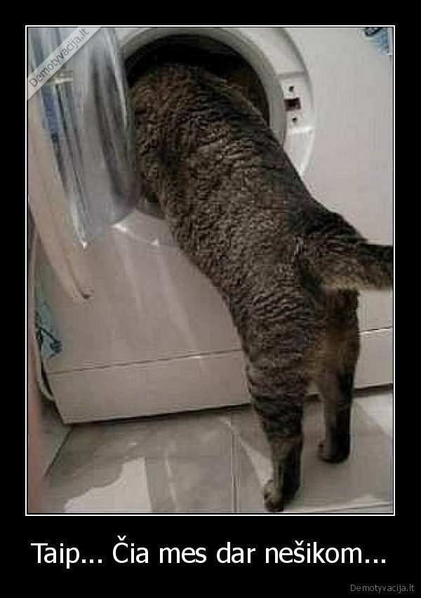 katinas,skalbimo, masina