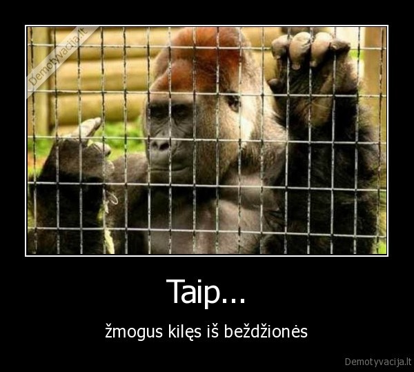 zmogus, kiles, is, bezdziones,bezdzione,gorila