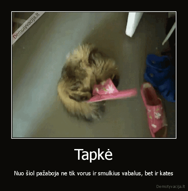 juokingas, katinas,tapke,juokinga, kate