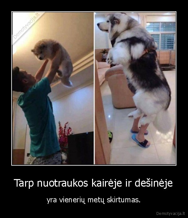 metai,vieni, metai,suo,suniukas