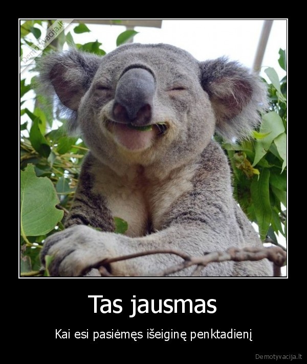 iseigine,ilgasis, savaitgalis,koala