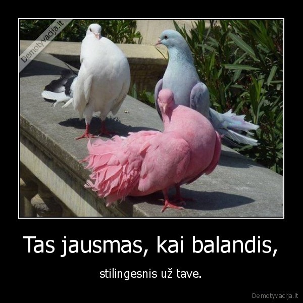 stilingas, balandis,rozinis, balandis