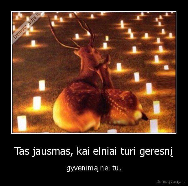 elniai,gyvenimas,meile