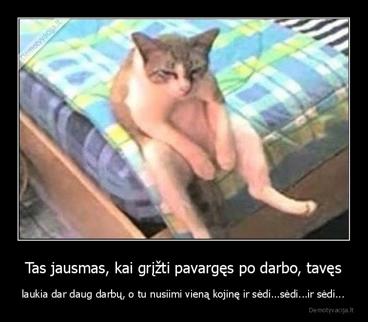 katinas,kojine,darbai