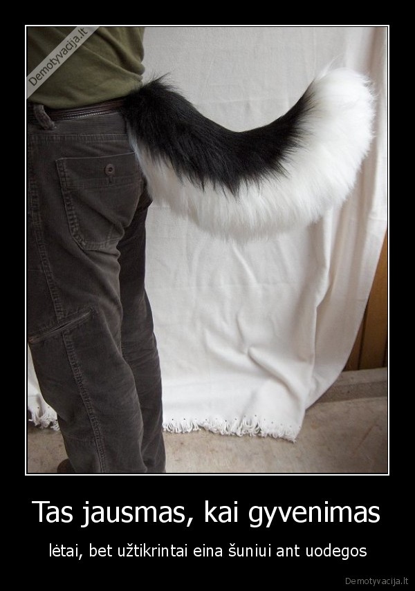 gyvenimas, suo, uodega, jausmas, liudesys