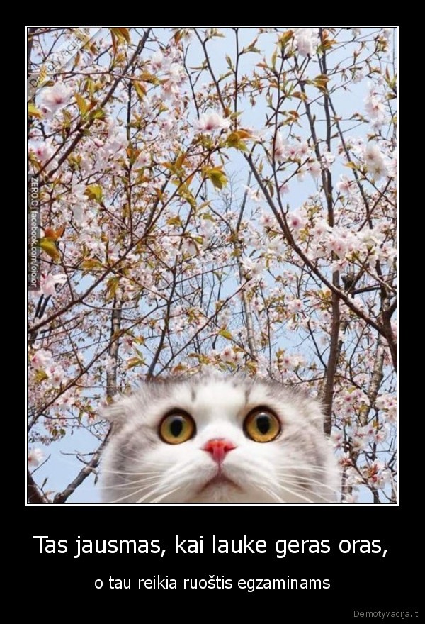 orai,ruostis,pavasaris