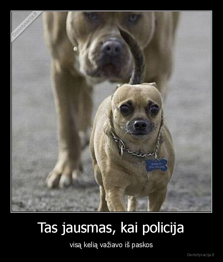 policija,visa, kelia,is, galo,vaziuoja,suniukas,issigandes