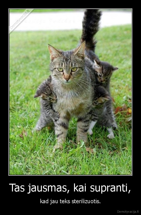 kate,katinas,kaciukai