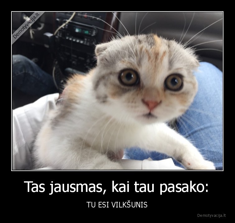 kates,vilksunis,sokas,busena,jausmas,supermenas