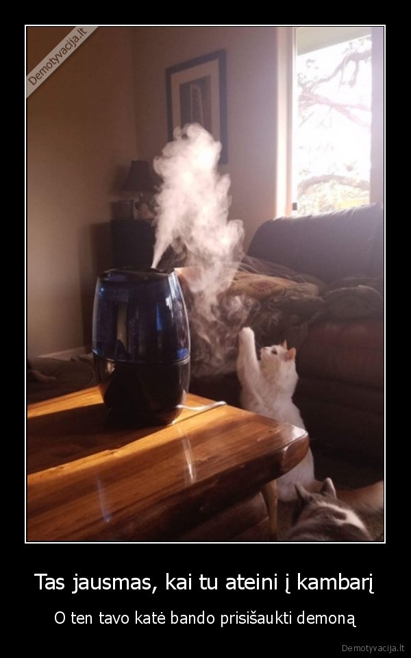 kate,juokinga, nuotrauka,oro, drekintuvas