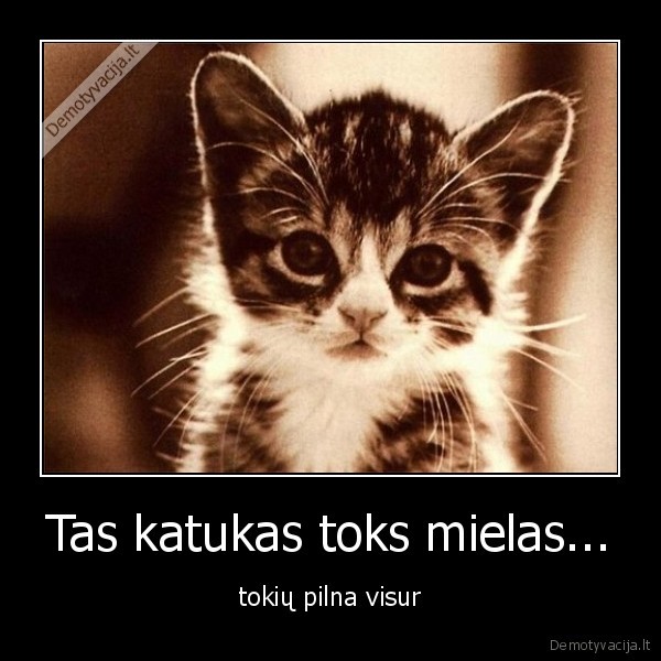 Tas katukas toks mielas...