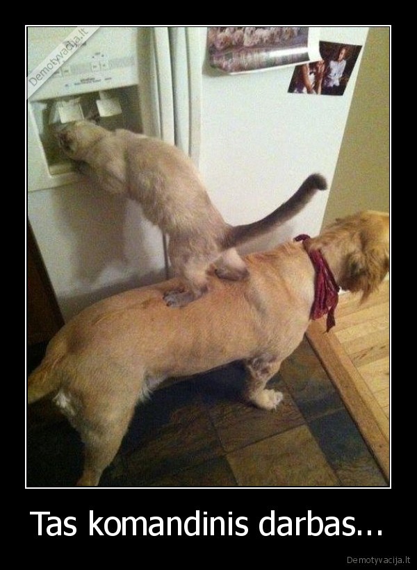 Tas komandinis darbas...