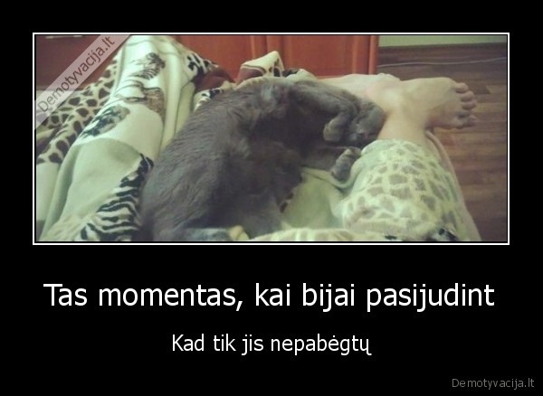 katinas, miega,miega, ant, koju