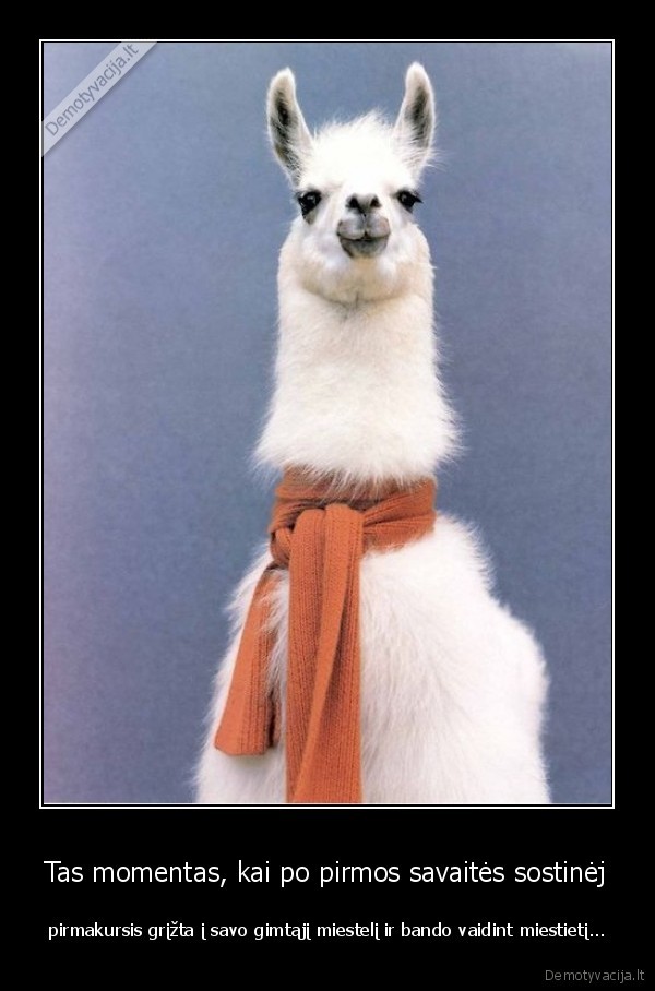 lama,salikas,pirmakursiai