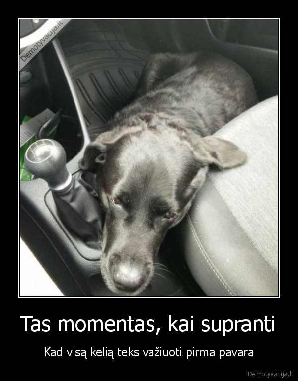 suo, snaudzia,mielas, suo,pavaru, svirtis