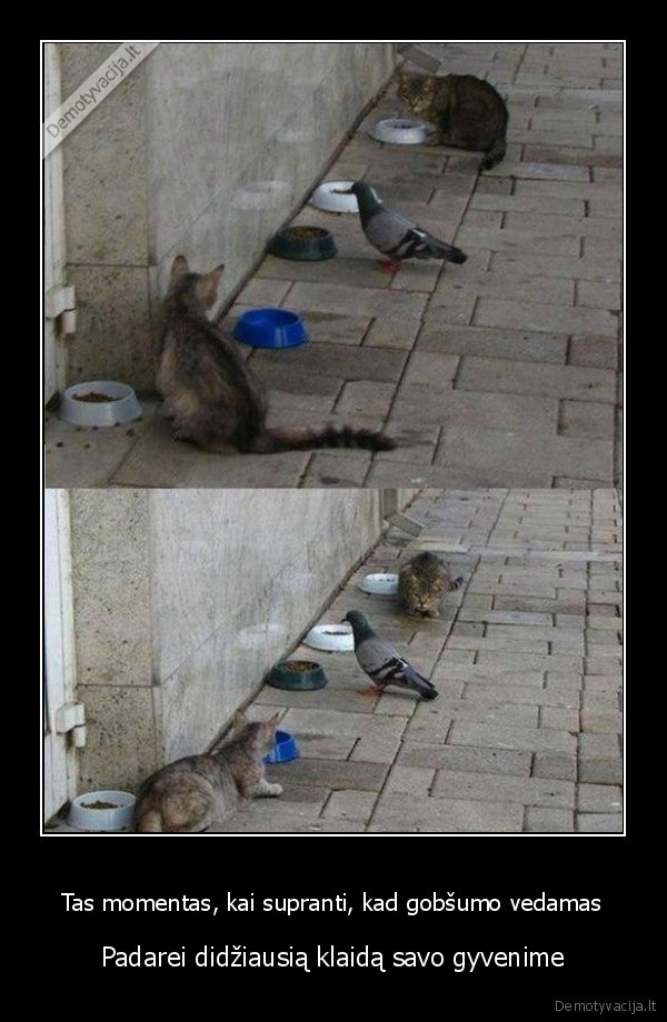 katinai,balandis,kates, valdo,karvelis