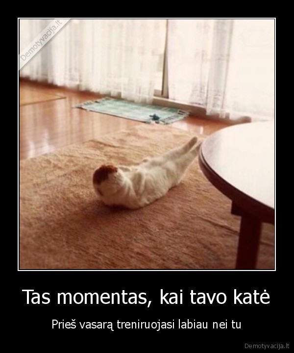 katinas, sportuoja,kate, sportuoja,atsilenkimai