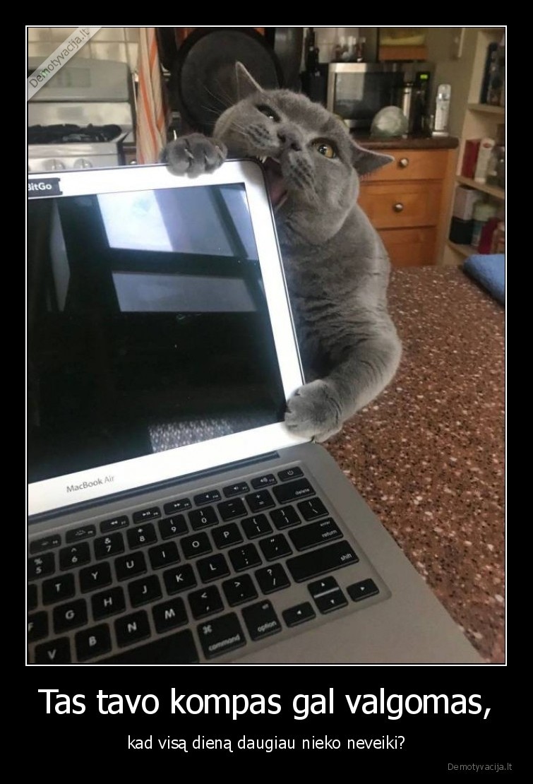 katinai,kompiuteris,augintiniai,gyvunai