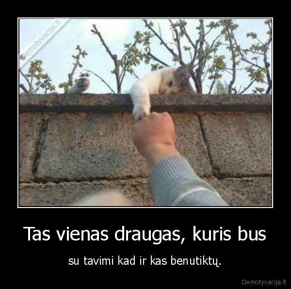 katinas,katinas, draugas,mielas, katinas