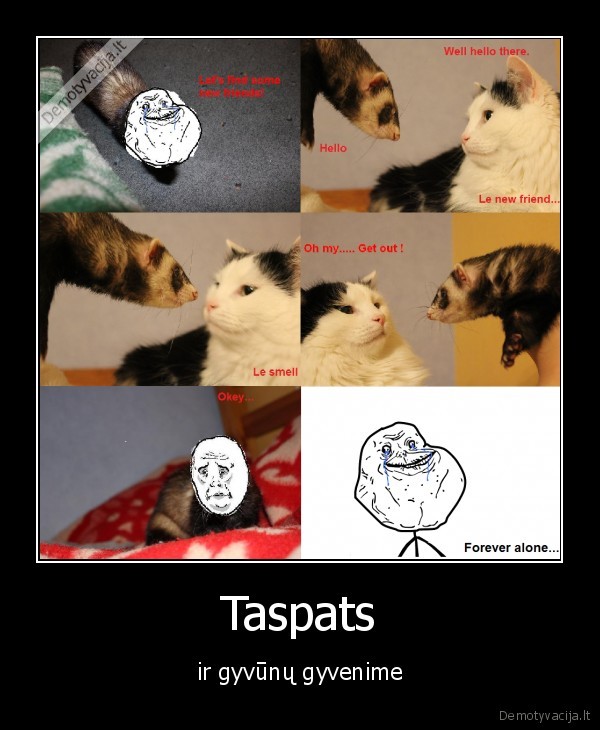 gyvunai,seskas,kate,forever,alone