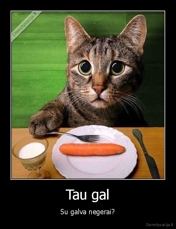 katinas, eda, morka,maistas,katinas, juokingas